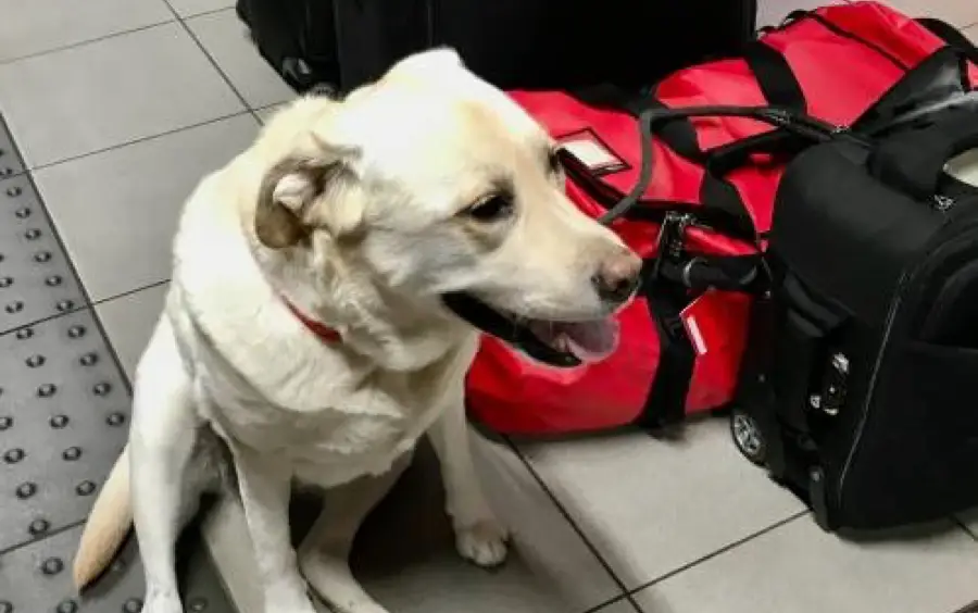 Dog waiting next to luggage, signifying that pets are family and pet owners should plan ahead for pet relocation.