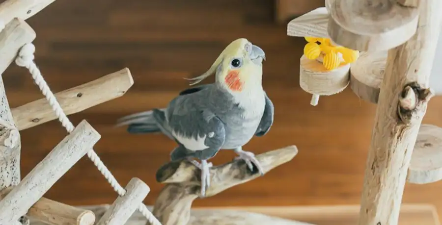 A cockatiel playing with toys, illustrating positive reinforcement in parrot training for travel