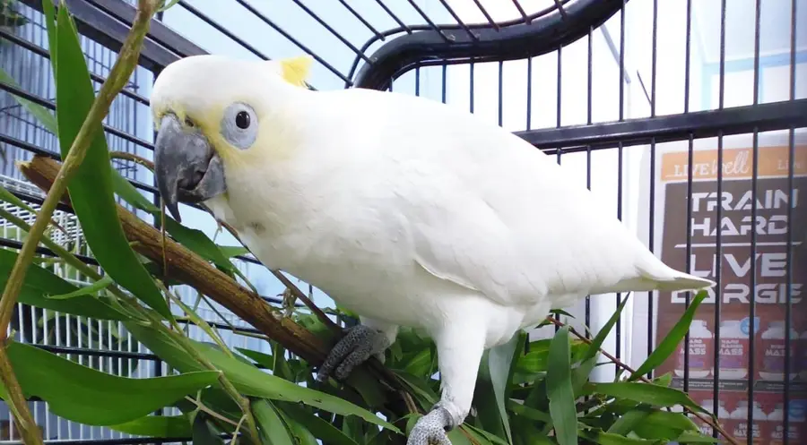 A cockatoo symbolizing parrot training for stress-free pet relocation