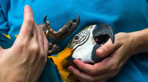 A playful macaw engaging in trust-building exercises for parrot travel training